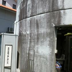 沖縄のカビは強力だ